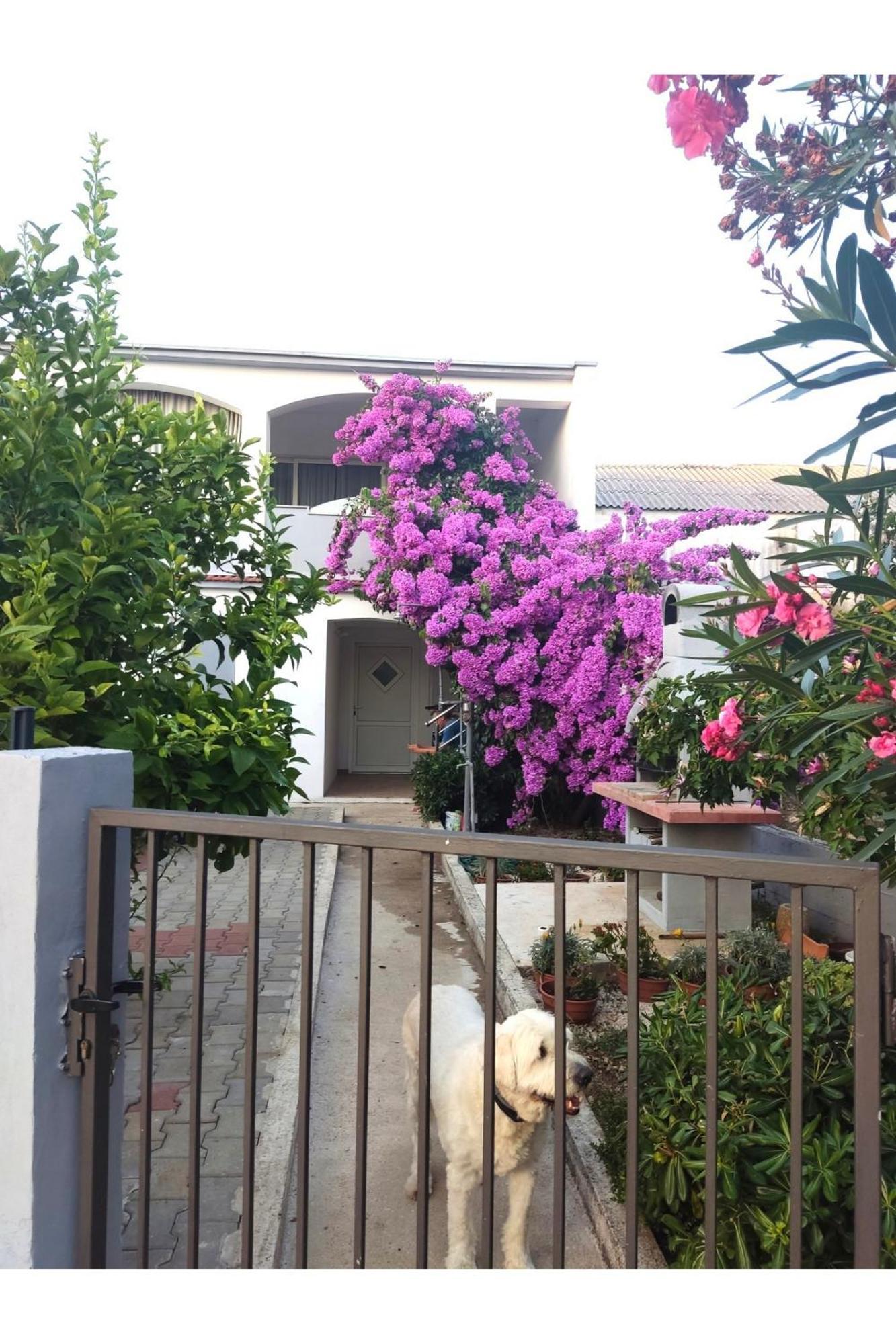Apartment Flowers Bibinje Extérieur photo